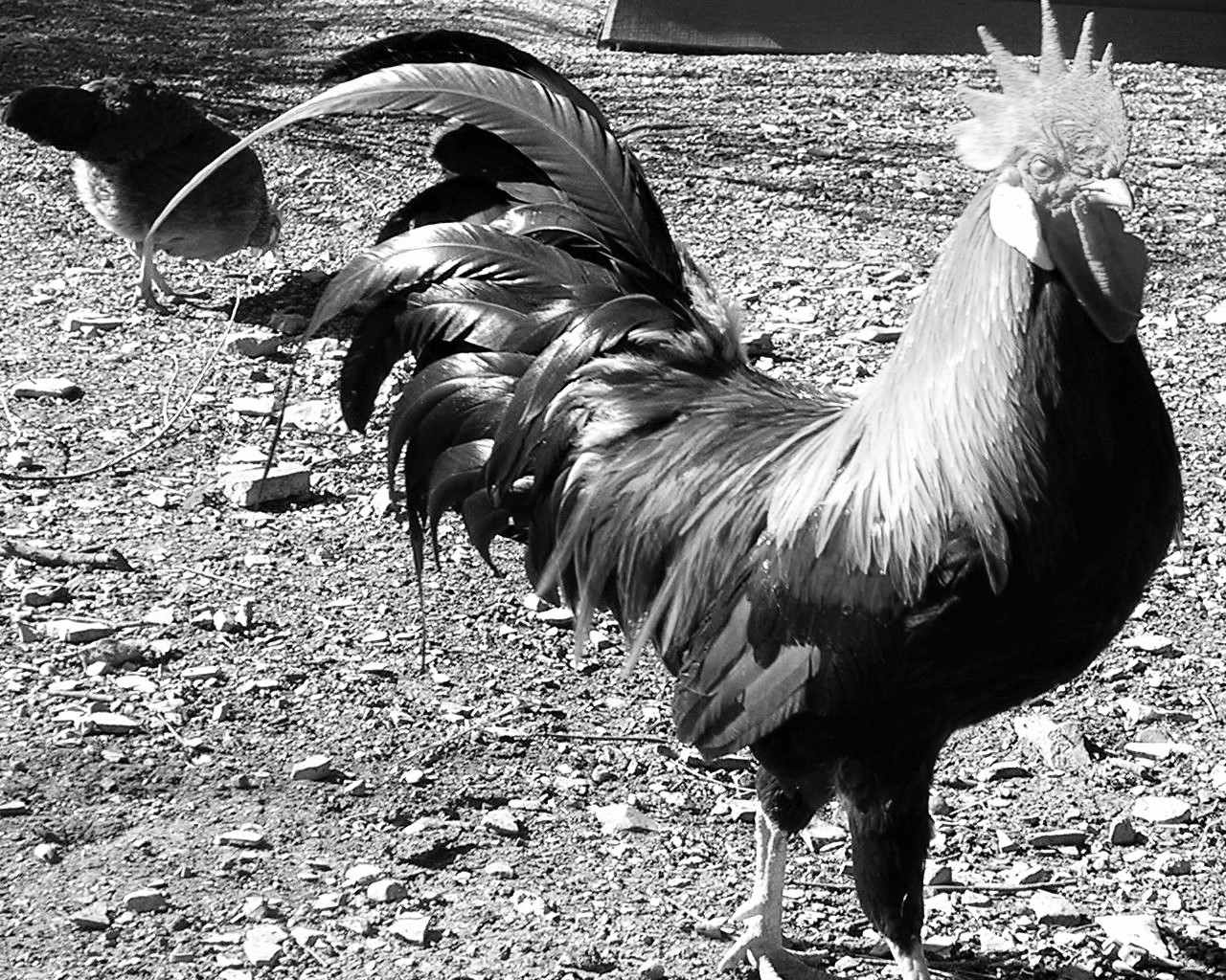 homme coq
