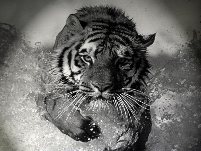 l'homme tigre - Astrothailande